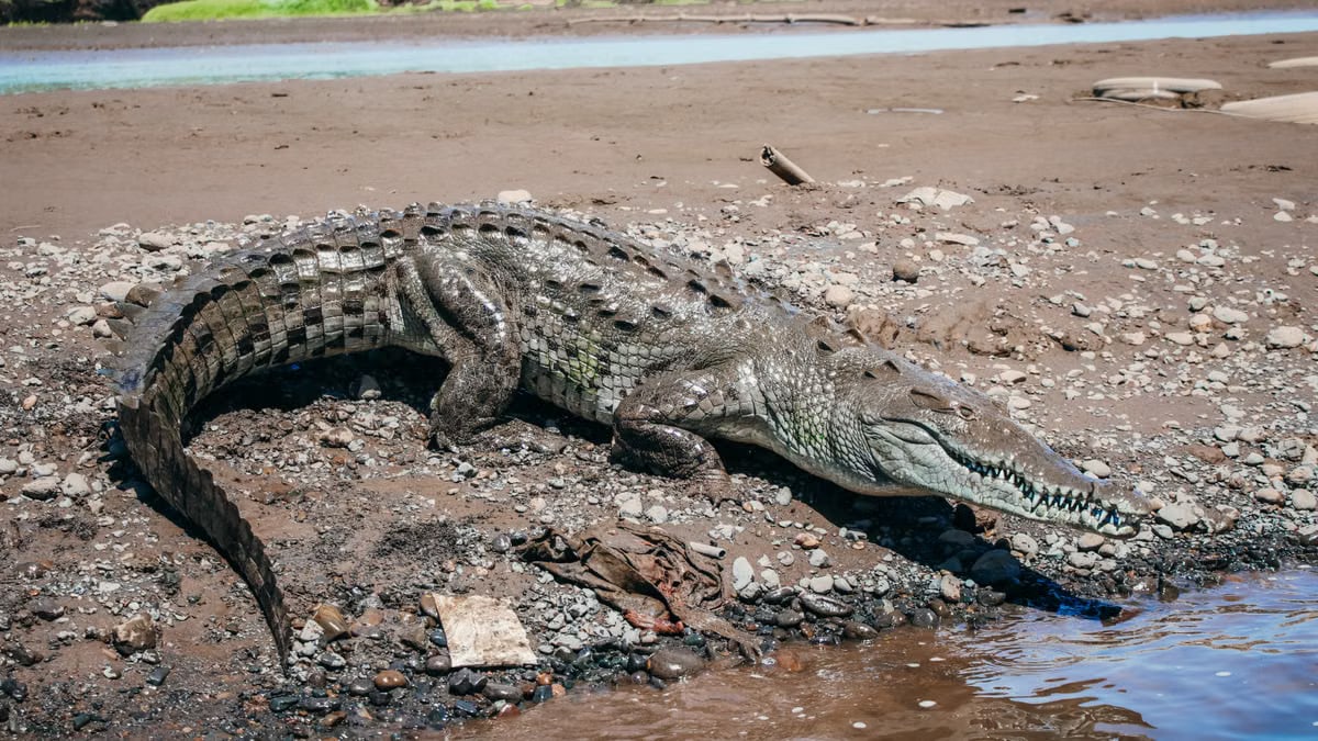 A large crocodile rests by the riverbank under the sun, showcasing its powerful physique in the wild.